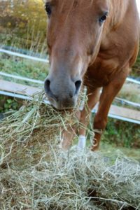 overcome_your_horses_picky_eating
