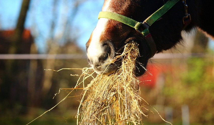 overcomeyourhorsespickyeating